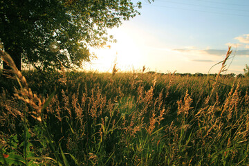 sunset in the field