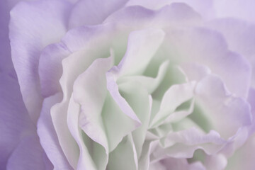 Blurry image of rose petals, horizontal view, close up. Beautiful nature texture backdrop. 
