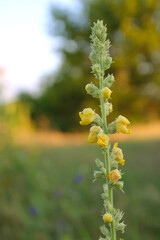 yellow flowers on a meadow