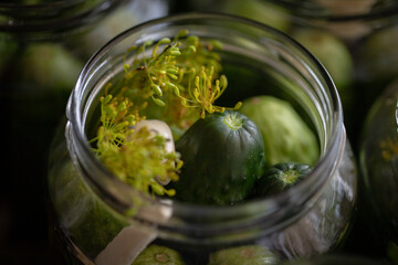 Polish pickled cucumbers ready for preserving with dill, garlic, horseradish and pepper