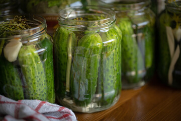 Polish pickled cucumbers ready for preserving with dill, garlic, horseradish and pepper