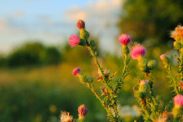 
thorny flowers in the field