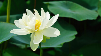 연밭에서 확짝 핀 연꽃과 연잎