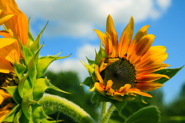 sunflower of blue sky