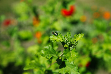 fly insect is on green plant leaves