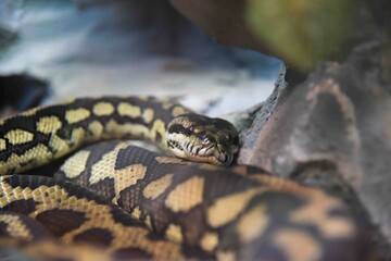 Photography of wild animal, snake 