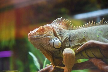 Photography of wild animal, exotic dragon