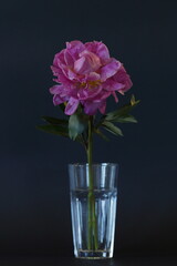 pink peony in a glass beaker on a black background