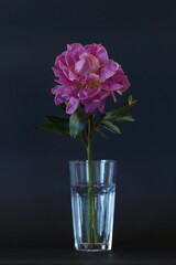pink peony in a glass beaker on a black background