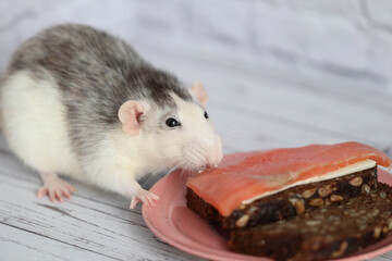 Decorative black and white rat sniffs and eats a sandwich with black bread and red fish salmon....