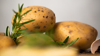 New unpeeled potatoes with a sprig of rosemary