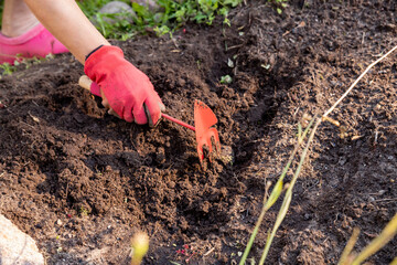 Hand Of Women Gardener With Tool Hoeing ground In Garden. Garden soil care concept. Farmer hand in glove loosens the ground.Farm works in summer.