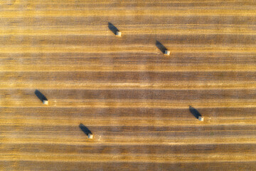 Aerial view of hay bales at sunset in summer. Top view of hay stacks. Agriculture. Field after harvest with hay rolls. Landscape with farm land, straw and meadow. Grain crop, harvesting yellow wheat