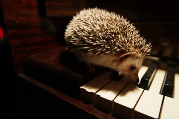 cute hedgehog on piano