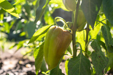 raw orange young bell pepper in a garden, rows of paprika plantation