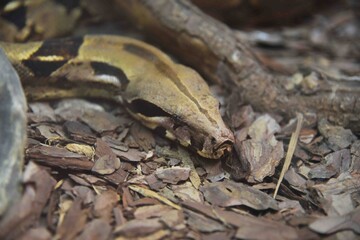 Photography of wild animal, snake 