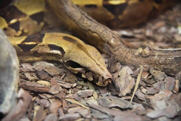 Photography of wild animal, snake 