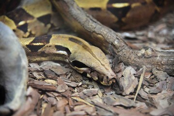 Photography of wild animal, snake 