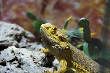 Photography of wild animal, exotic dragon