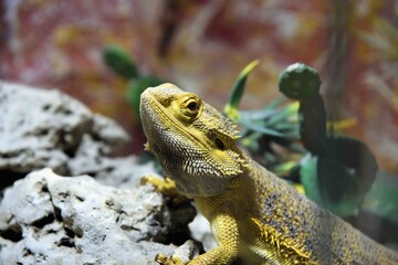 Photography of wild animal, exotic dragon