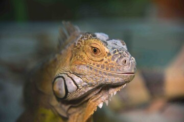 Photography of wild animal, exotic dragon