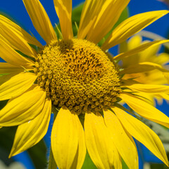 Close-up of sun flower against a blue sky