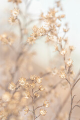Sensual delicate lilac and beige background: delicate dry flower in winter in February in Chicago macro 