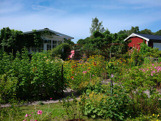 View of a garden by a small cottage in Sweden. There are numerous flowers including sun flowers and an apple tree in the background