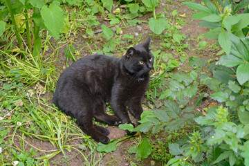 The black cat is resting on the grass.