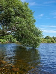 Obraz premium View of a tree by a lake in Sweden. The lush foliage is dipping into the water and cast a reflection. It is a sunny summers day with blue sky.