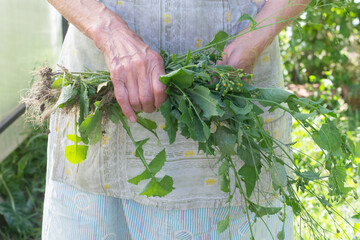 Elderly woman holding a bunch of weeds in her hands. Close up.