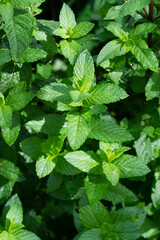 Peppermint in garden. Spicy herb.