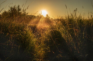 Mglisty świt, wschód słońca nad łąkami. 