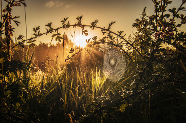 Fototapeta Mglisty świt, wschód słońca nad łąkami.  obraz