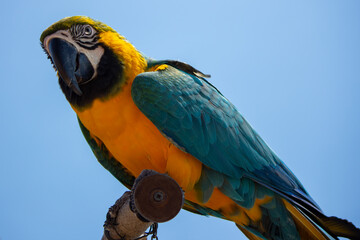 Domesticated colorful parrot on a background of blue sky