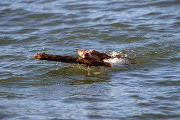 Fototapeta premium Dog swimming with a wooden stick in mouth.