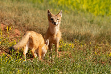 Swift fox mom (Vulpes velox) near the den;  Laramie Valley;  Wyoming