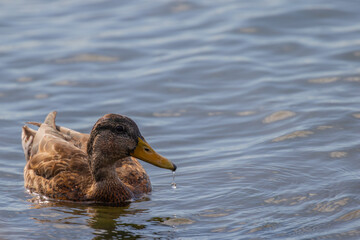 Duck swimming in the canal of central Gothenburg, Sweden