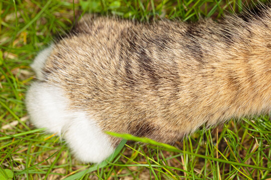 Tabby cat paw with white fingers on green grass. Close-up view
