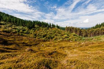 Forest around the volcanic landscape Craters of the Moon