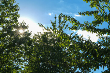 Rays of the sun through the foliage of the branches of a tree. Rural landscape with an expanse of grass and a path that rises.