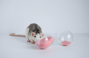 Decorative black and white rat looking at the hourglass. Concept, anticipation. Template for the designer, in the style of minimalism. There is pink sand in the clock. Time is rapidly running out.