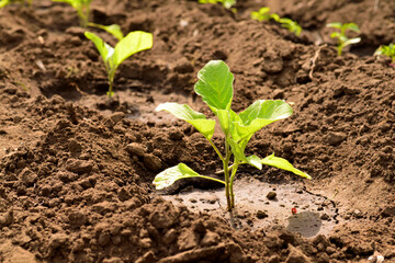 Eggplant sprouts growing in clay soil