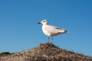 Seagull is standing on a beach umbrella. Menorca island, Spain