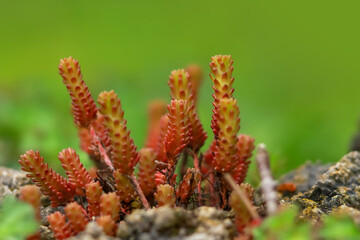 Small freshly grown succulent baby tears plants
