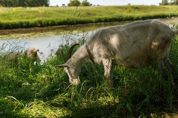 White goat eats grass on the river bank. Goat in the pasture.