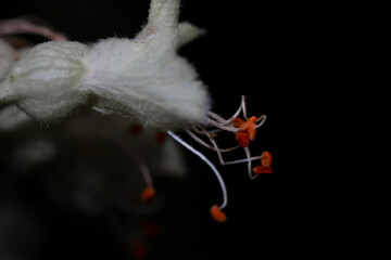 Red Chestnut tree flower close up shot
