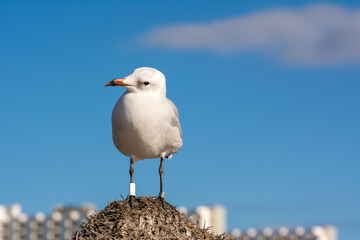 Seagull is standing on a beach umbrella. Menorca island, Spain