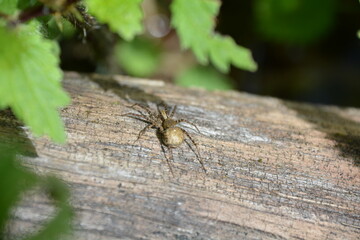 PETITE ARAIGNEE SUR UN TRONC