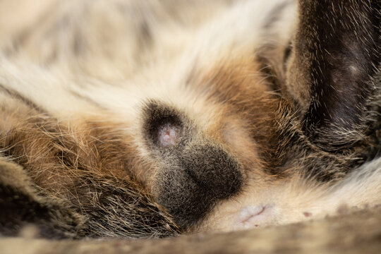 genitals of a young domestic cat close up